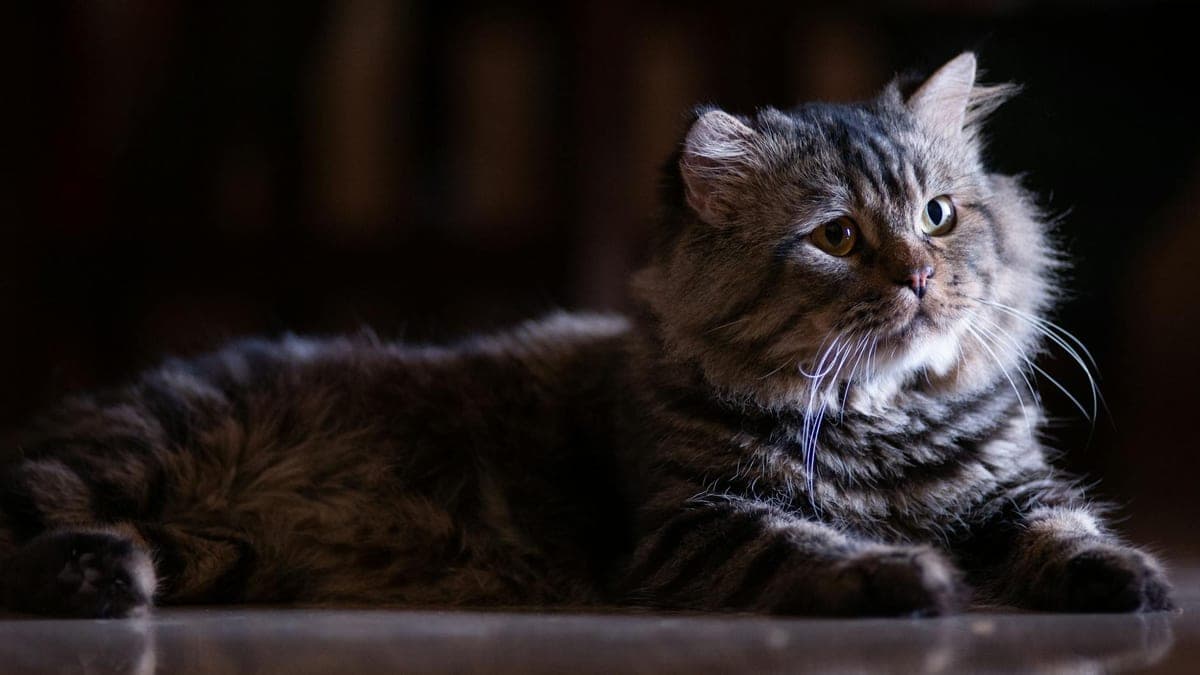 I Adopted a 14-Year-Old Cat Nobody Wanted. It Was the Best Decision of My Life.