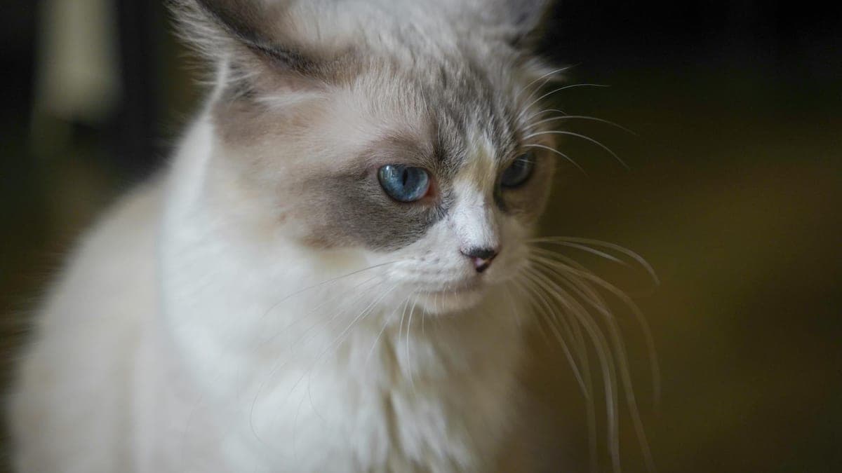 The Cat With No Front Claws Who Taught Me About Declawing
