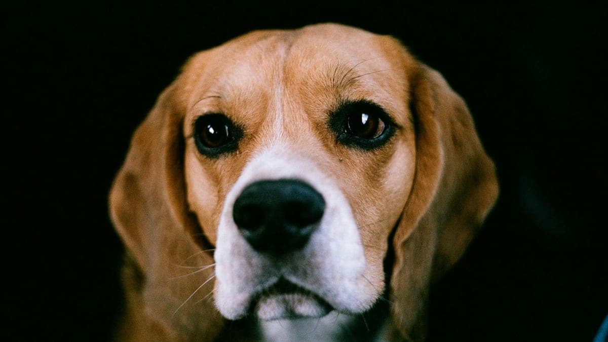 The Dog Who Got Me Through My Divorce