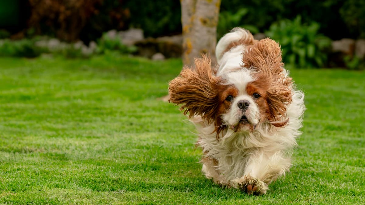 Beau — The Dog Who Helped Me Through Chemotherapy