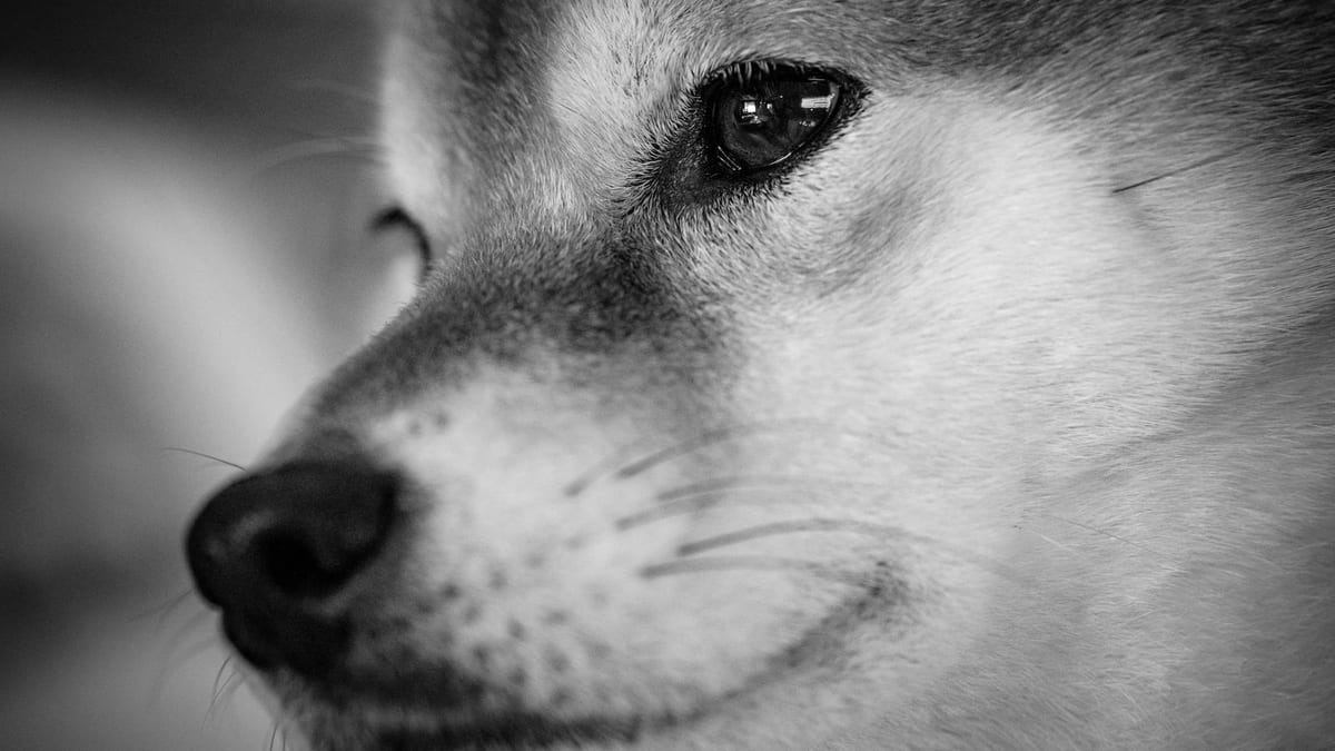 Mochi — The Dog Park Failure That Became Our Best Training Outcome