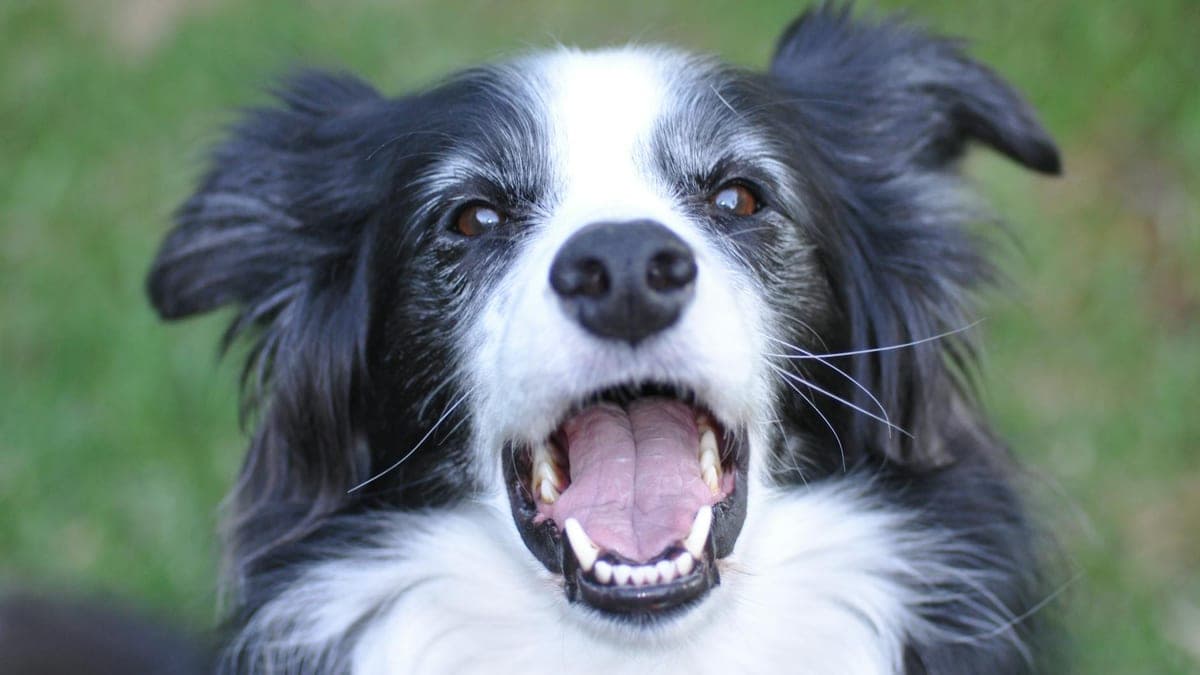My Dog's Separation Anxiety Almost Cost Me My Career — Until We Fixed It