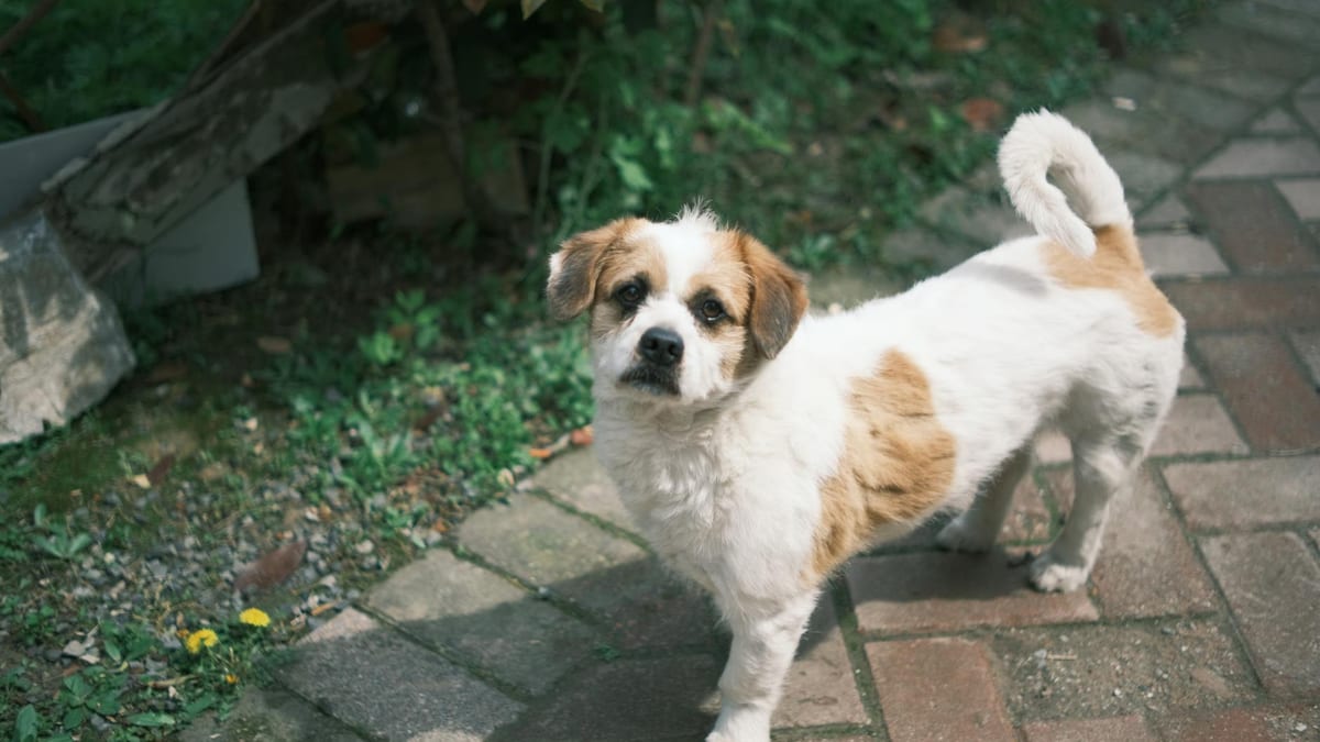 The Litter — Fostering Puppies Almost Ruined My Life. I've Now Fostered 47.