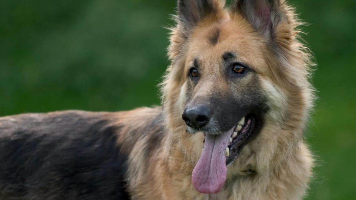 The Unlikely Friendship: My German Shepherd and the Rabbit