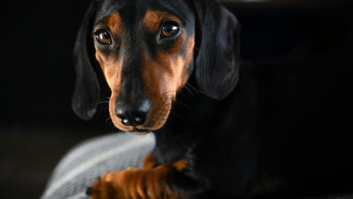 What Getting a Second Dog Actually Does to Your First Dog