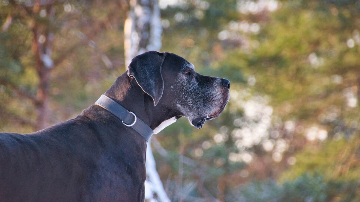 Atlas — Living in a 600 Square Foot Apartment With a Great Dane