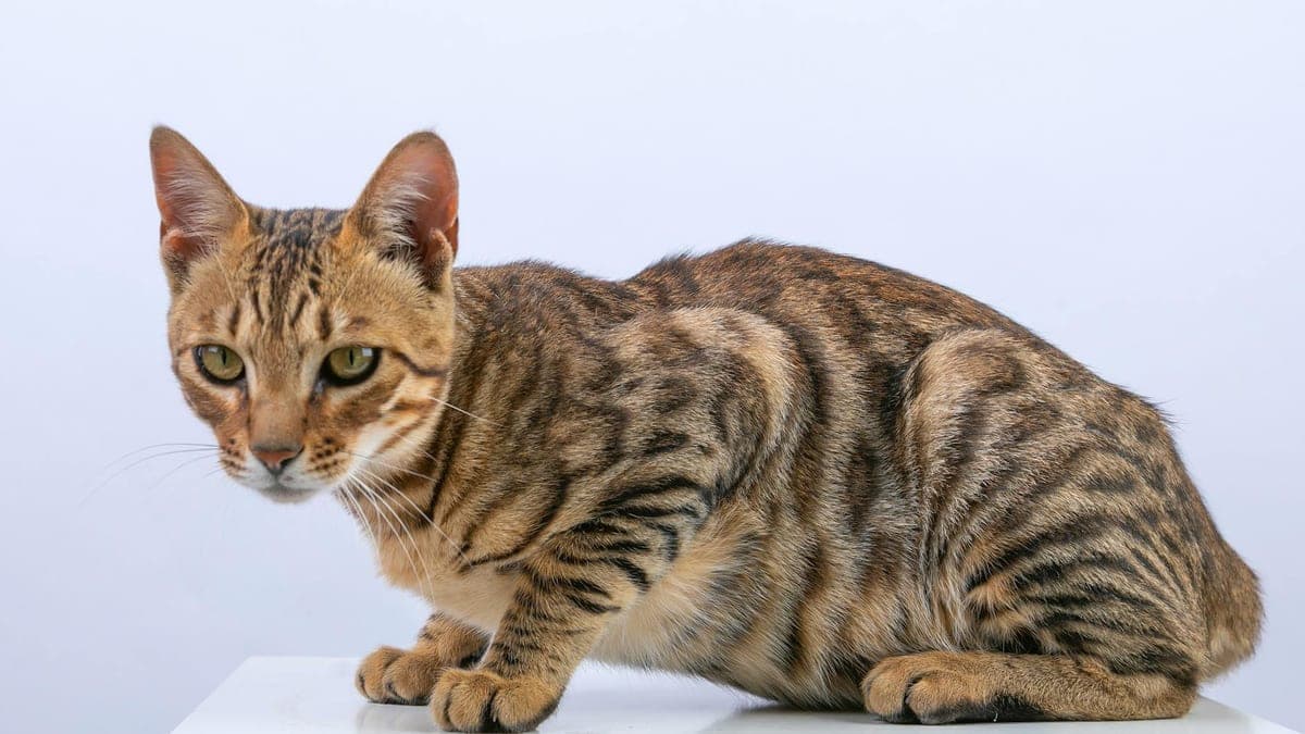 Our Cat's Indoor Enrichment Overhaul — And Why It Saved Our Furniture