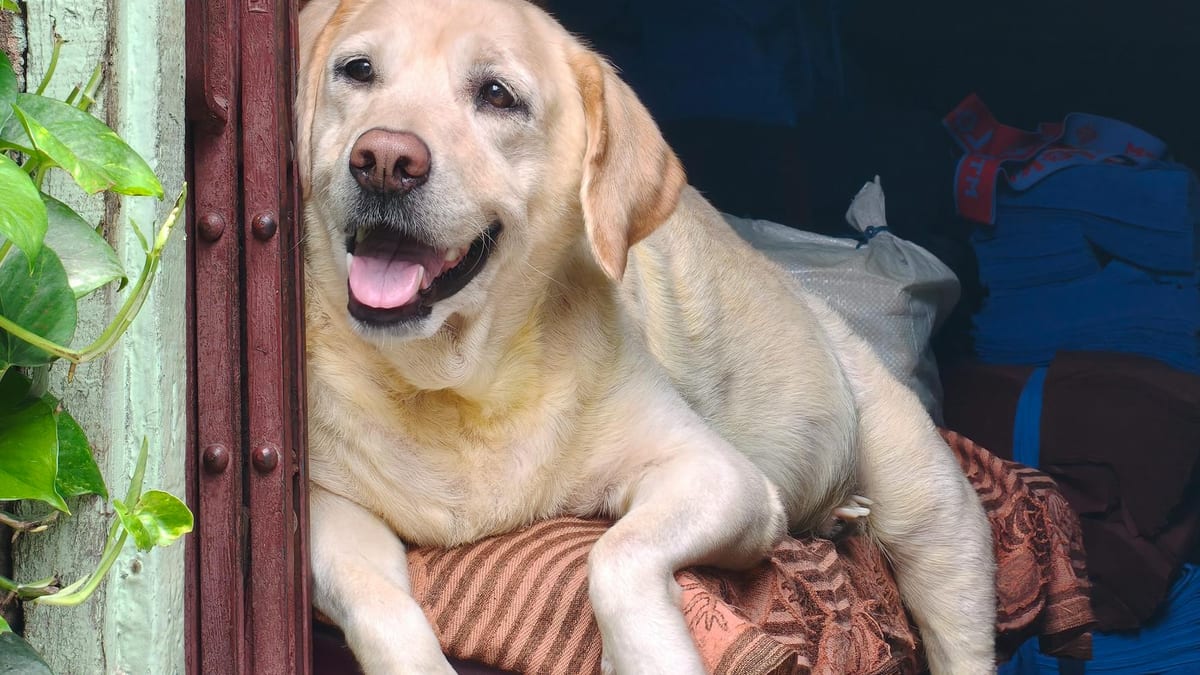 Moose — How We Introduced Our Dog to Our Newborn — What Worked and What Almost Went Wrong