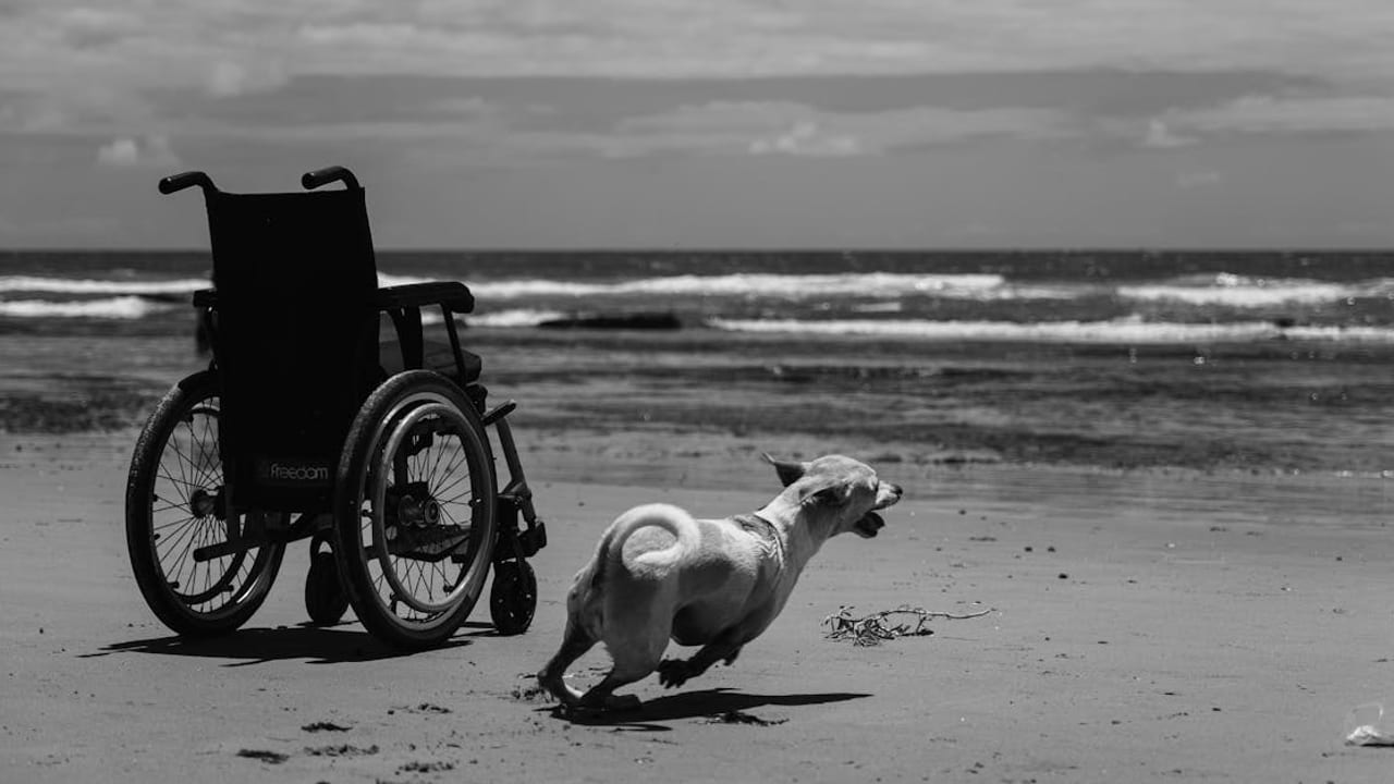 Max — Max's Second Act: A Three-Legged Dog Who Runs Marathons