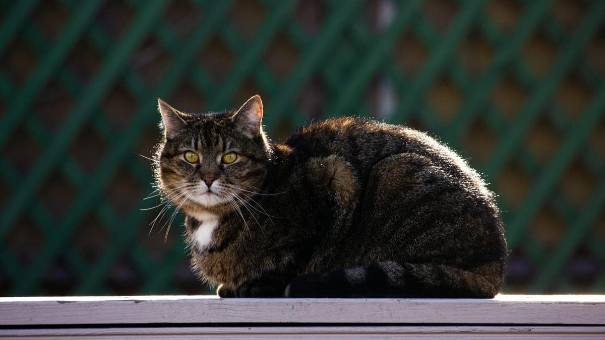 We Moved Three Times in Two Years — Here's How Our Cat Survived It