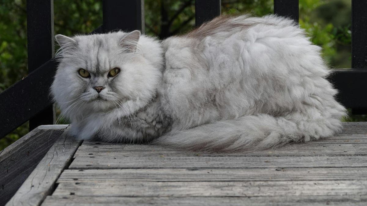 My Persian Cat's Grooming Routine Is My Meditation Practice