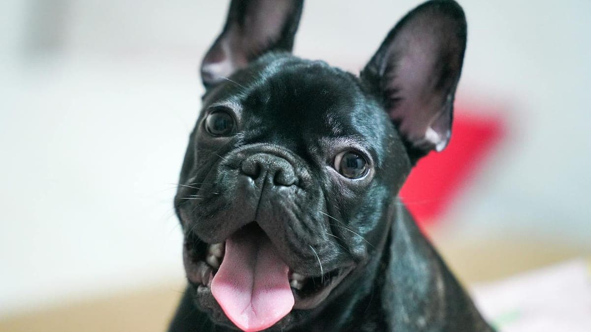 Raising a Puppy While Working Full-Time: What Nobody Tells You