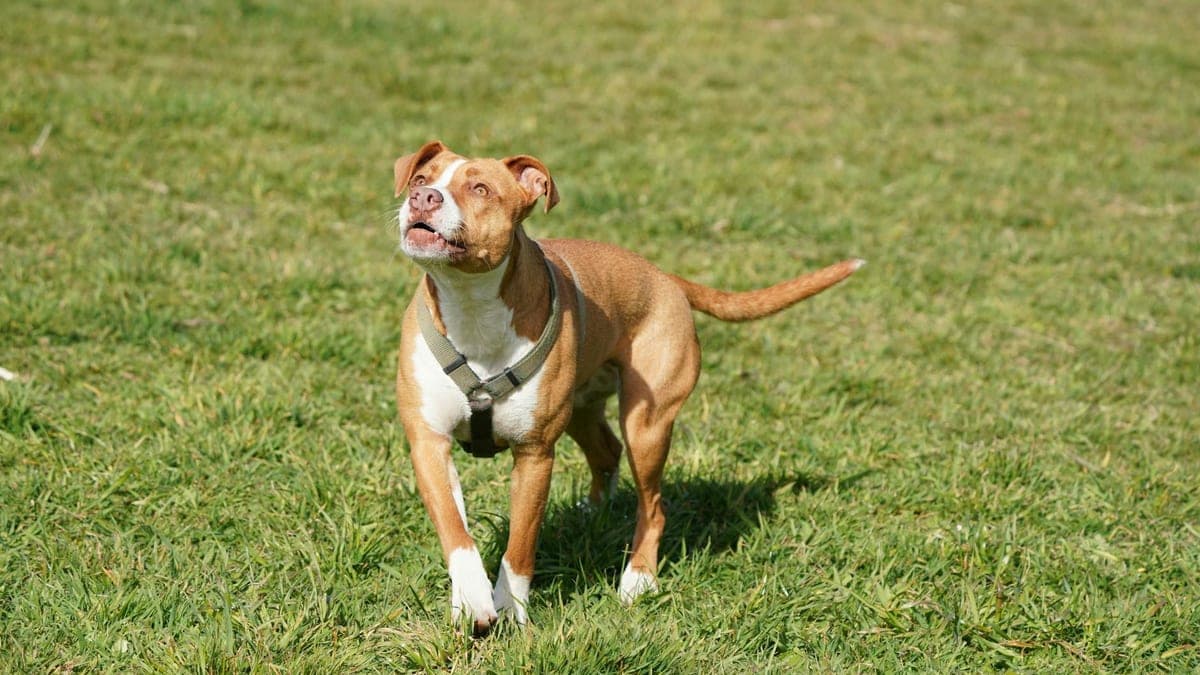 My Rescue Pit Bull Changed Everything I Thought I Knew About the Breed