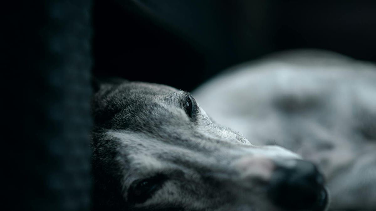 The Retired Racing Greyhound Who Taught Me to Slow Down