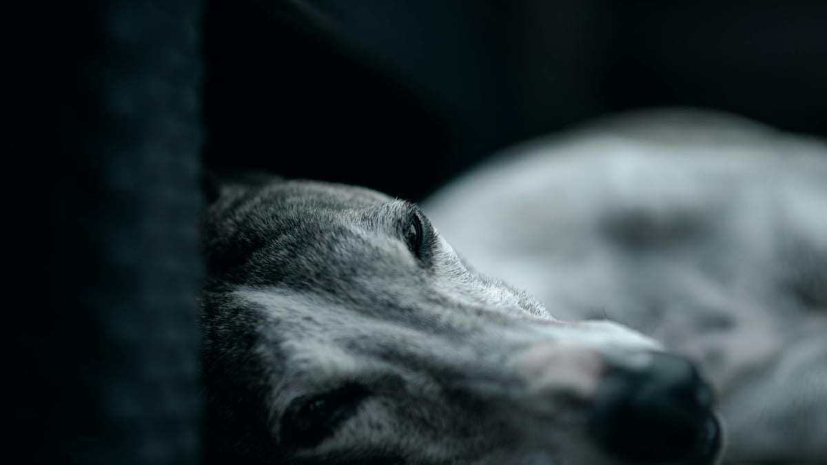 Arrow — The Retired Racing Greyhound Who Taught Me to Slow Down