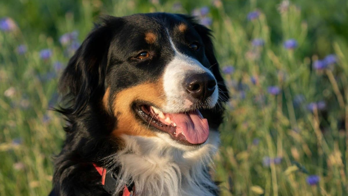 Senior Dog, Final Adventures: Our Bucket List Year With Charlie