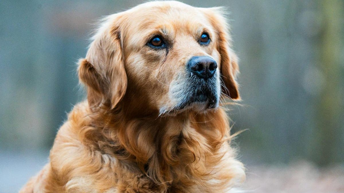 My Veteran Brother's Service Dog Did What Nothing Else Could