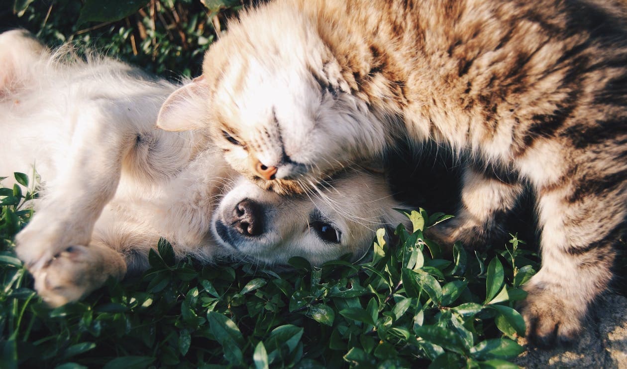 Cat sitting with its owner