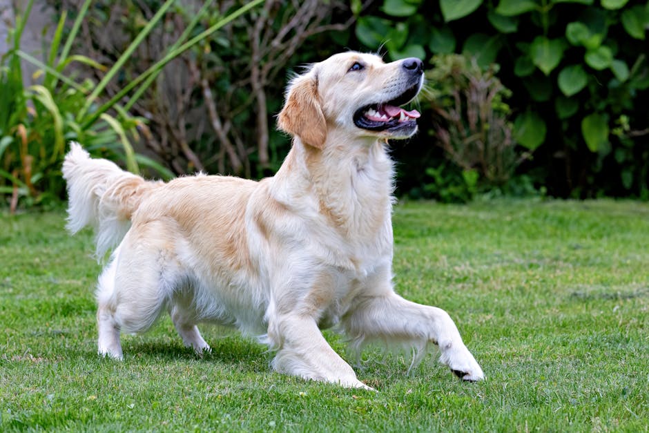Air Bud
