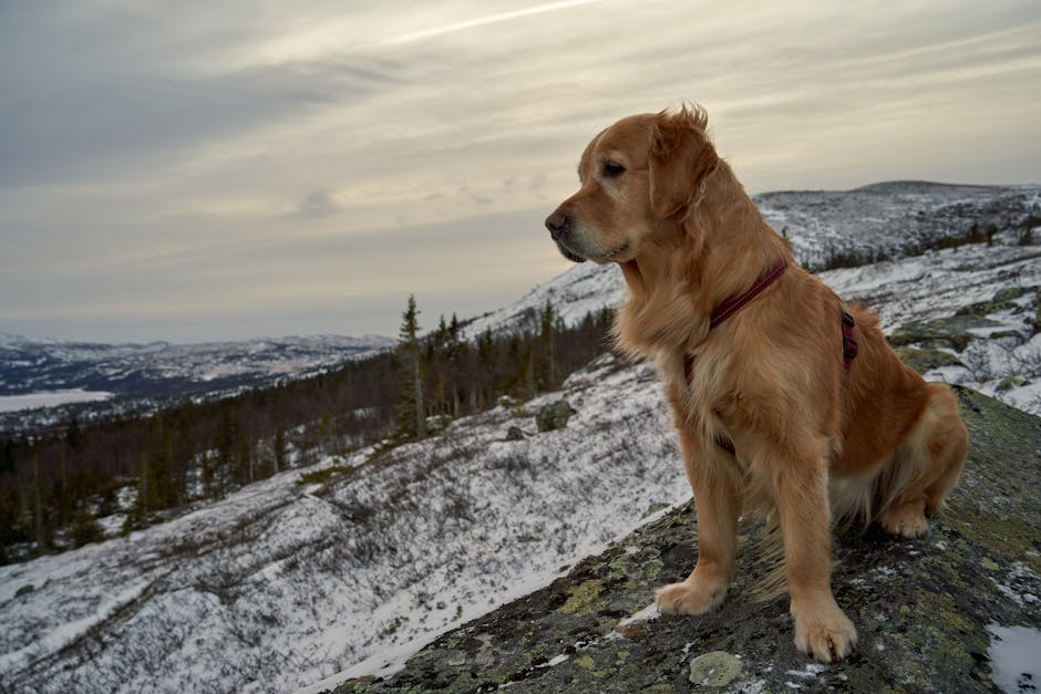Homeward Bound: The Incredible Journey