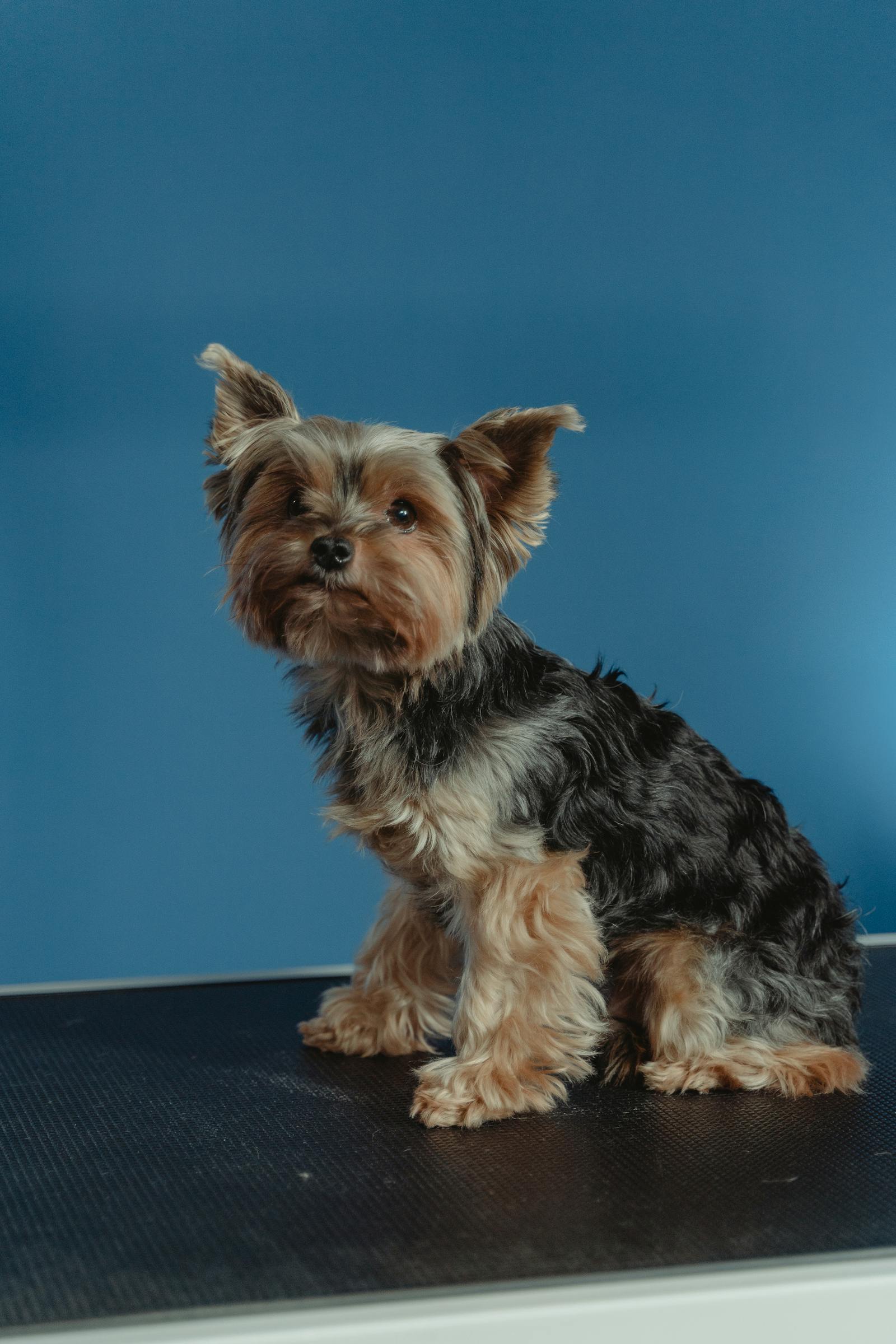 Rescued pet success story