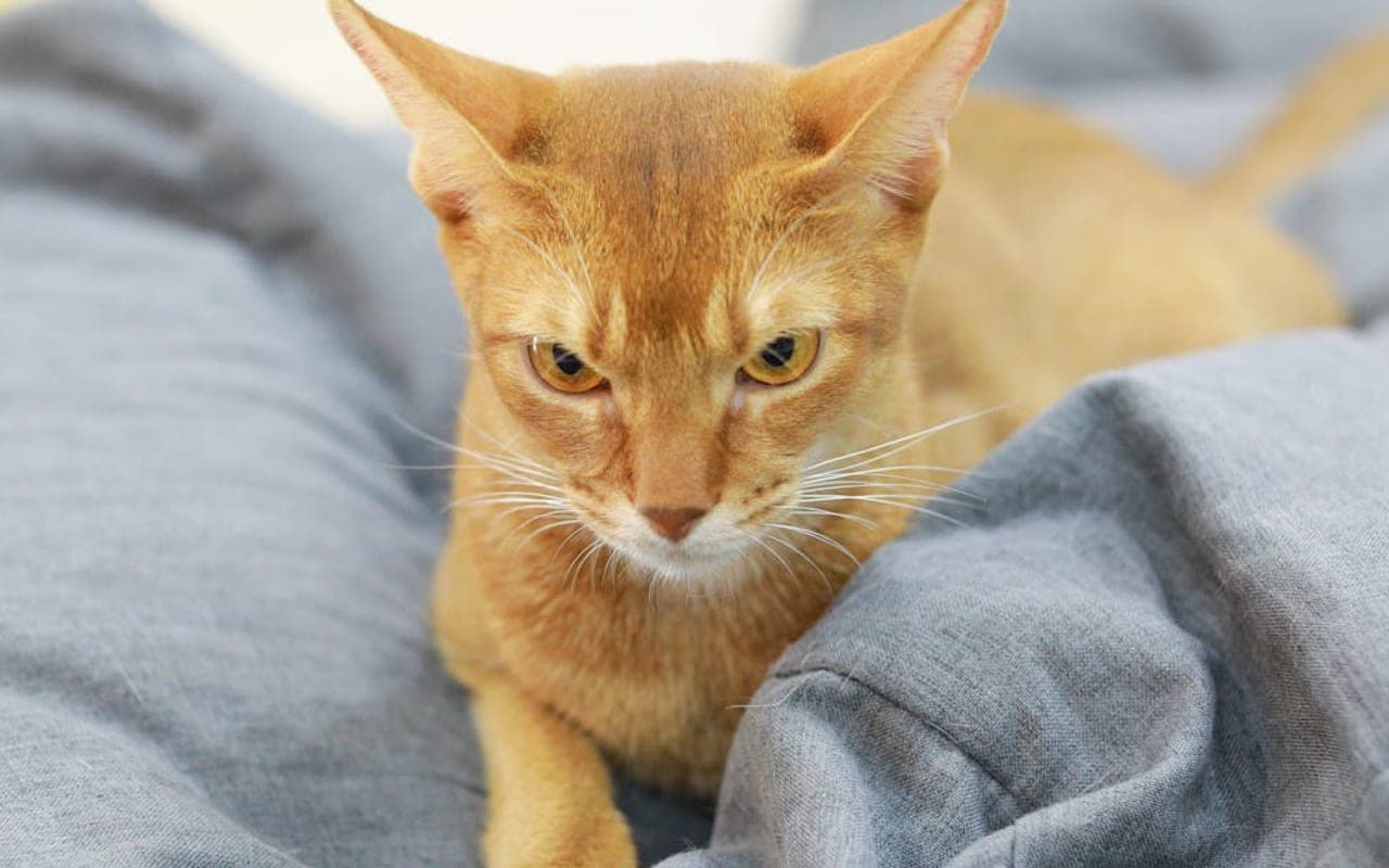 Abyssinian — gallery 2