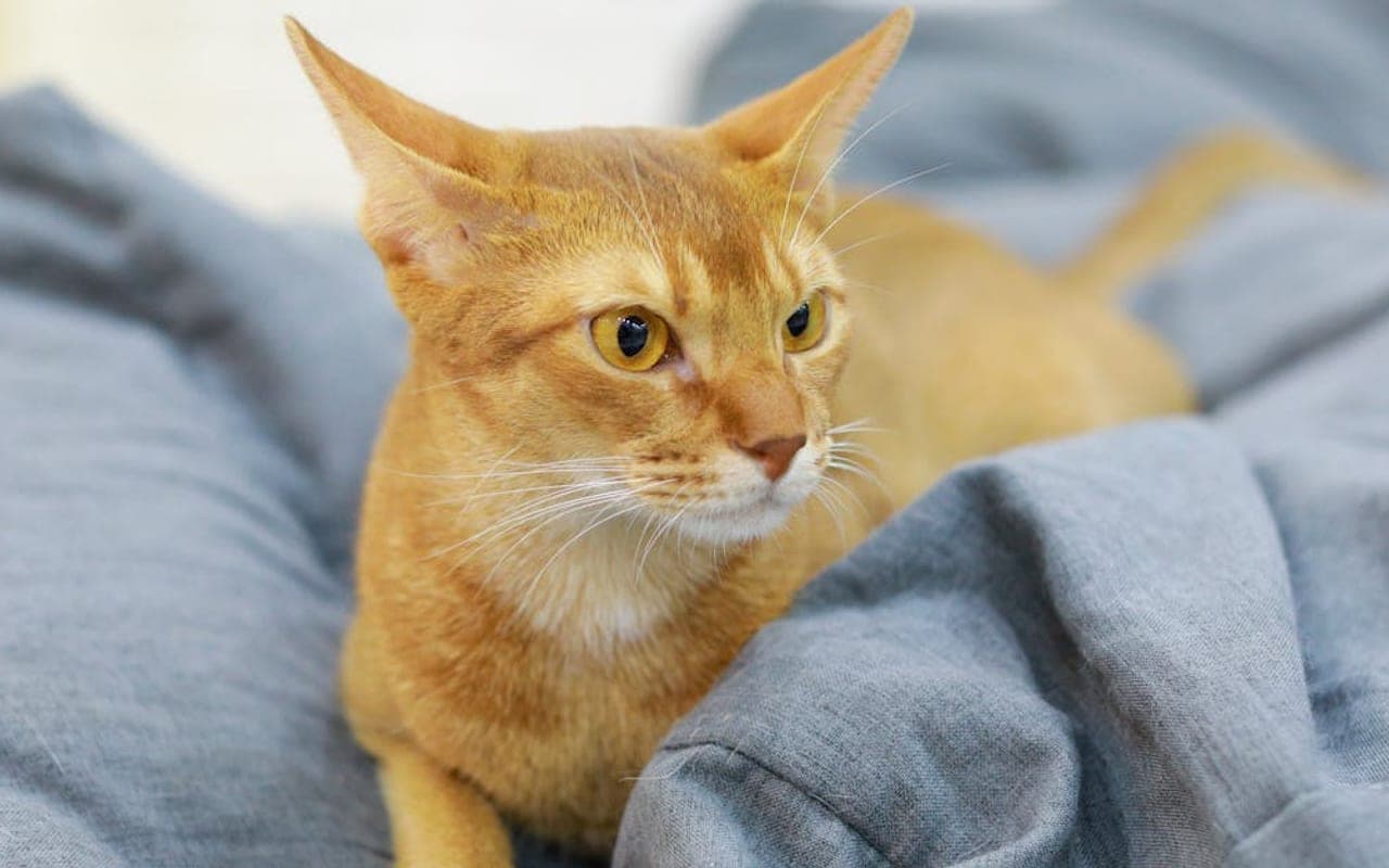 Abyssinian — gallery 3