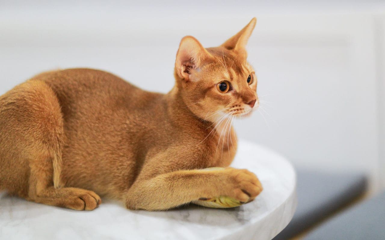 Abyssinian — photo by 琦 刘 (Pexels)