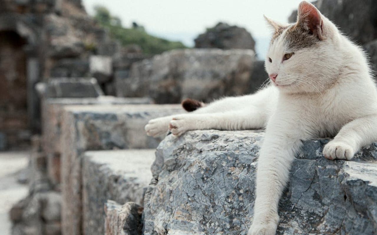 Aegean cat breed portrait