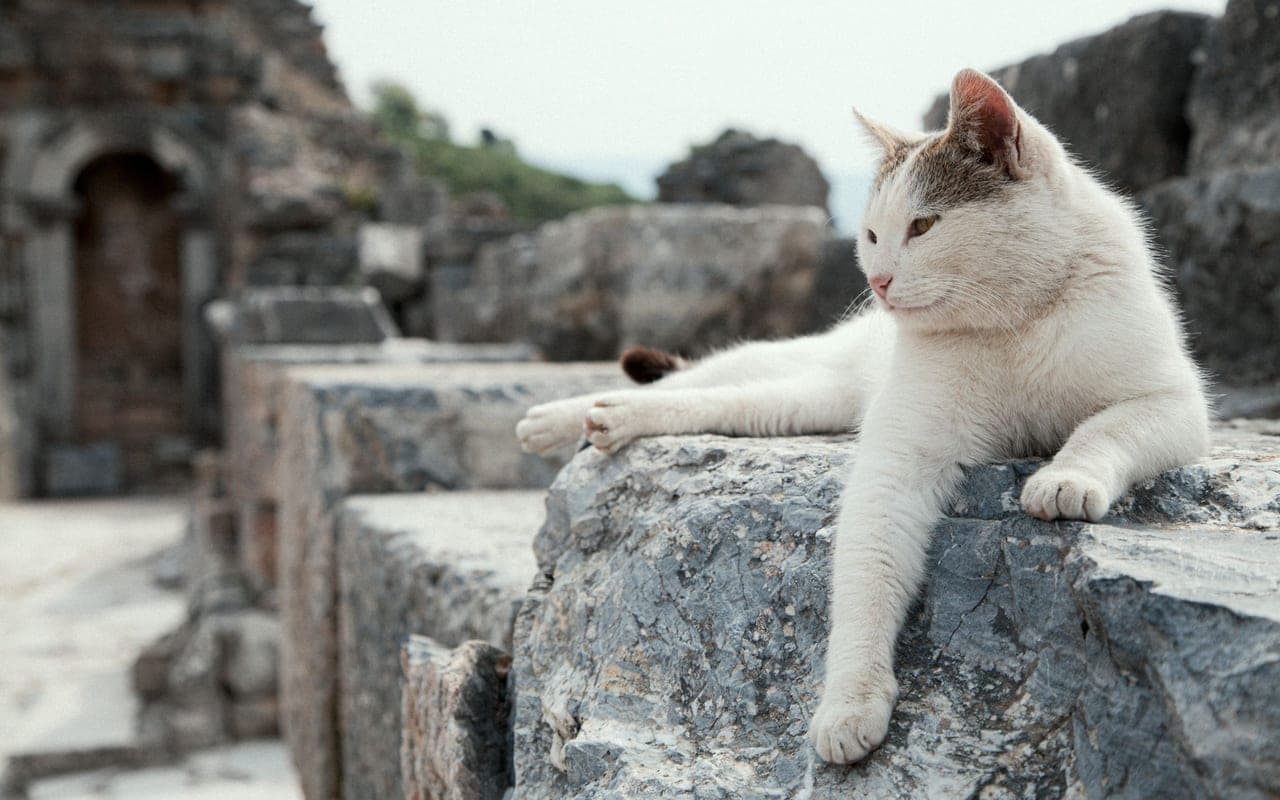 Aegean — photo by Mahmut Yılmaz (Pexels)
