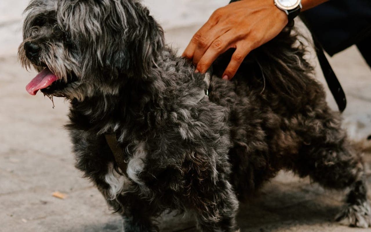 Affenpinscher — gallery 3