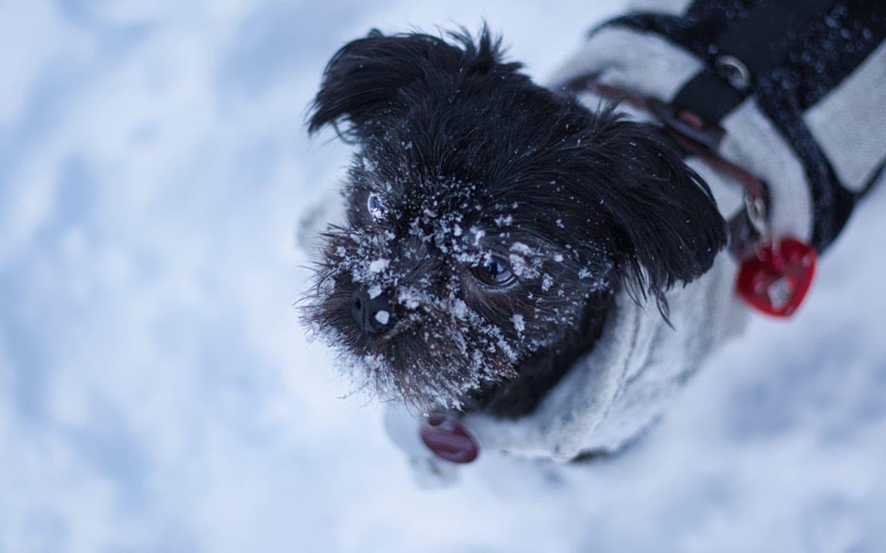Affenpinscher — gallery 4
