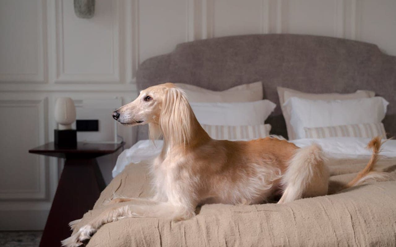 Afghan Hound