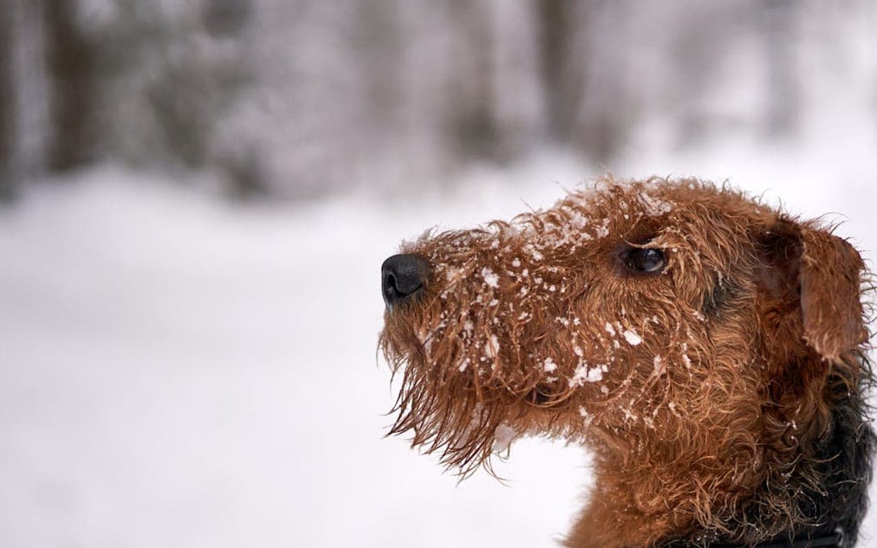 Airedale Terrier dog breed