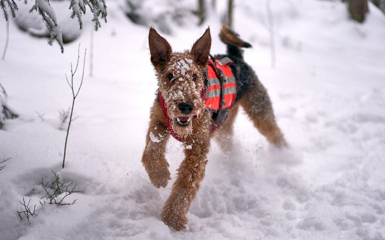 Airedale Terrier — gallery 3