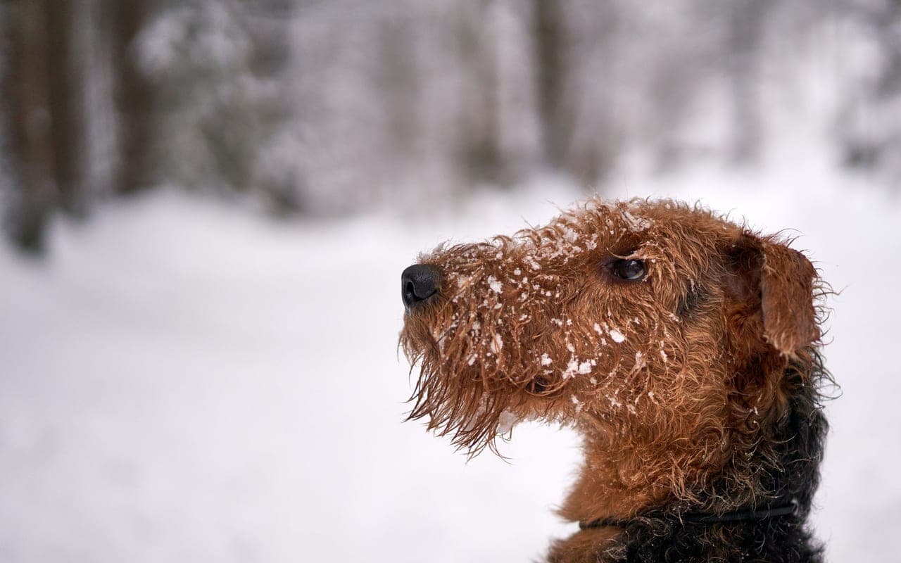 Airedale Terrier — photo by Barnabas Davoti (Pexels)