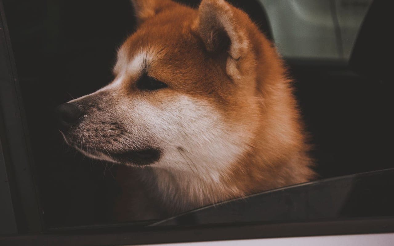Akita dog breed