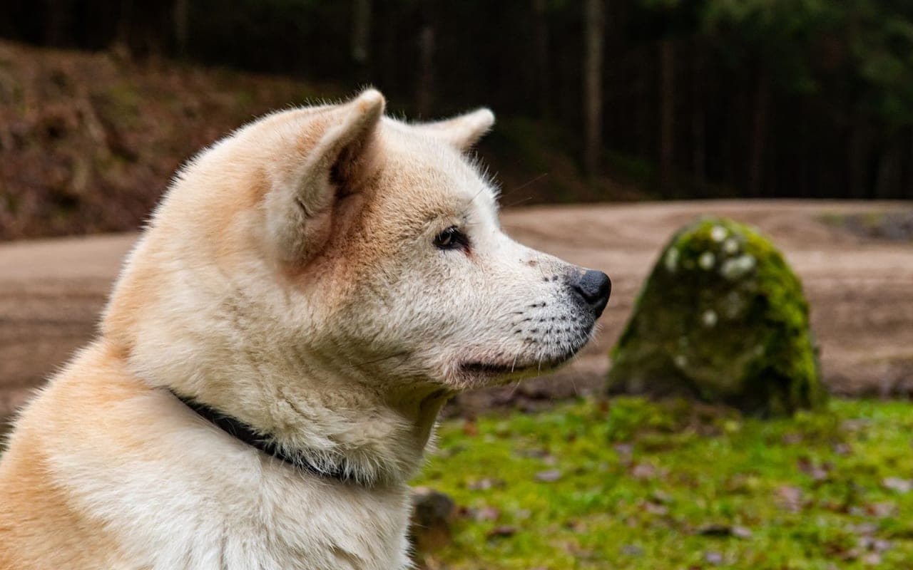 Akita — gallery 2