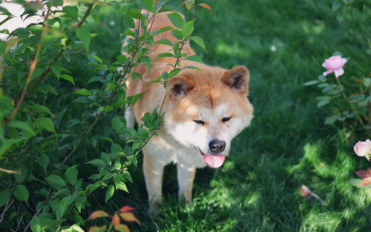 Akita — gallery 3