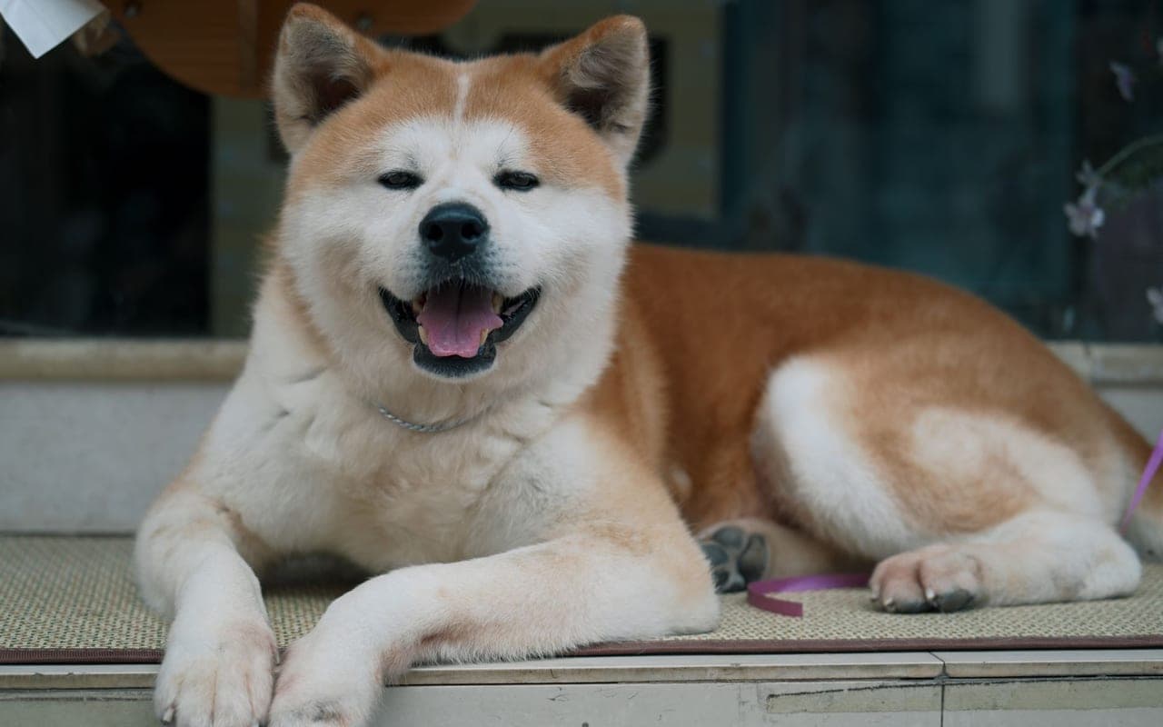 Akita — gallery 4