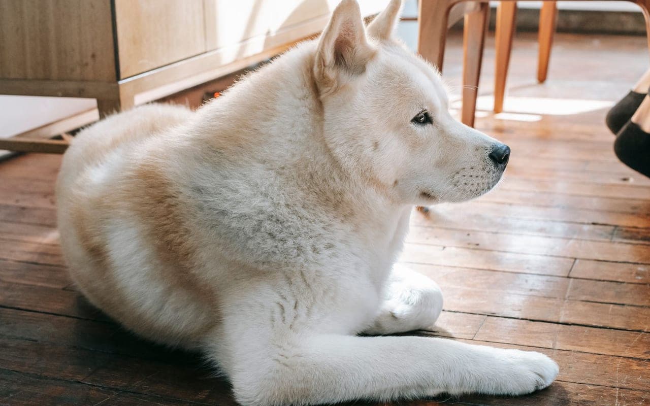 Akita — gallery 5