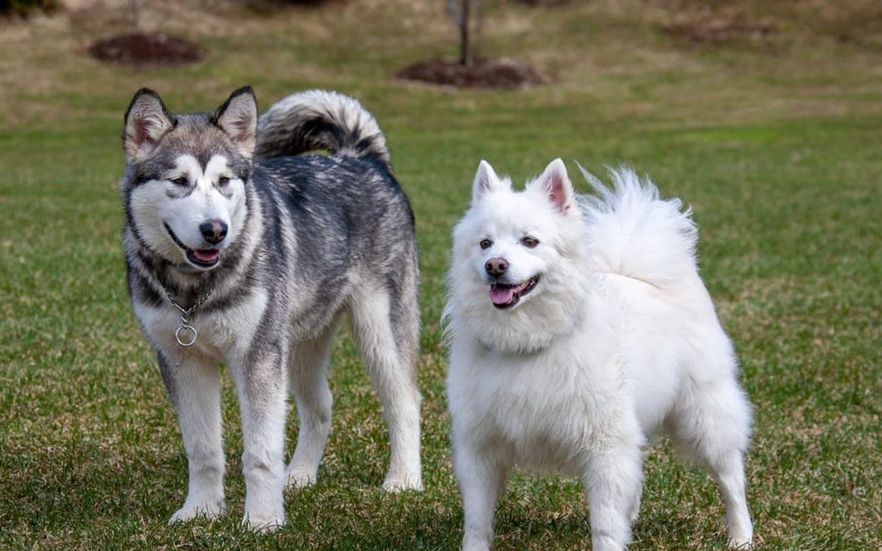 Alaskan Klee Kai
