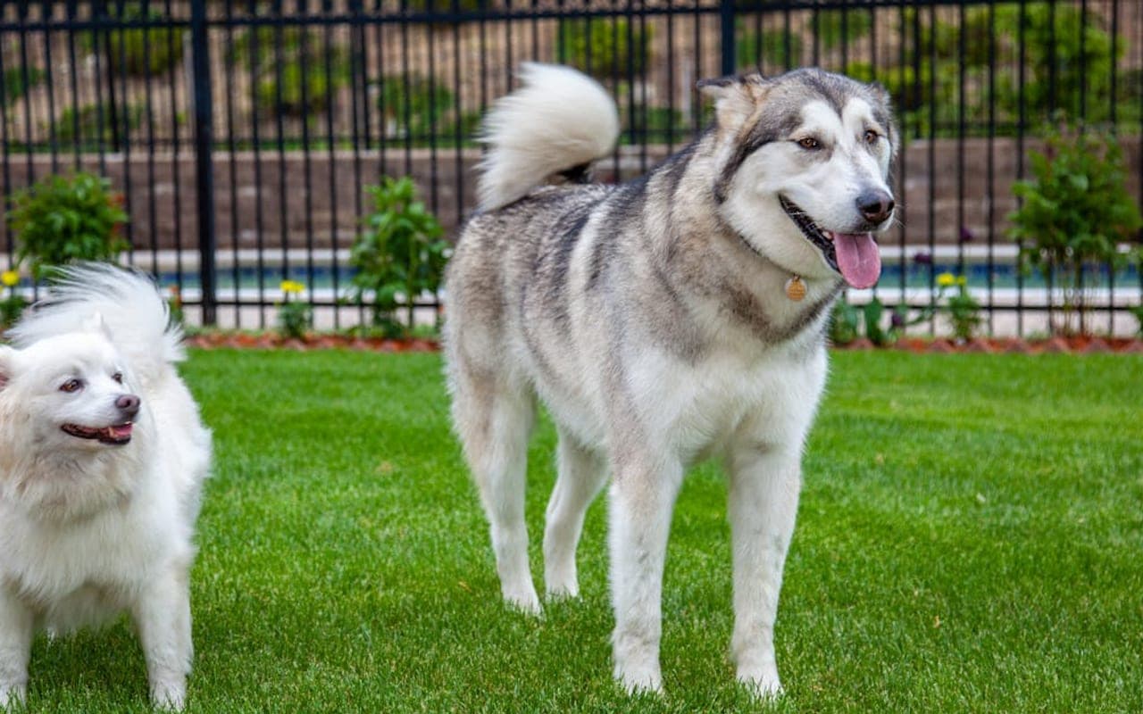 Alaskan Klee Kai — gallery 2