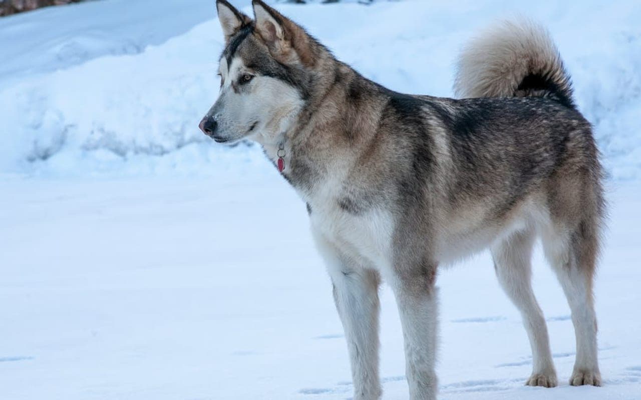 Alaskan Klee Kai — gallery 3