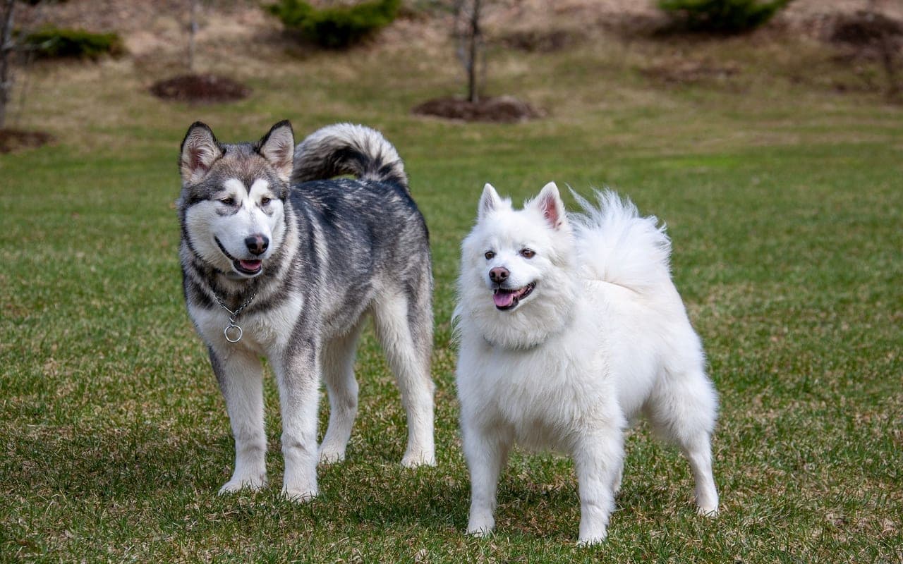 Alaskan Klee Kai — photo by Mohan Nannapaneni (Pexels)
