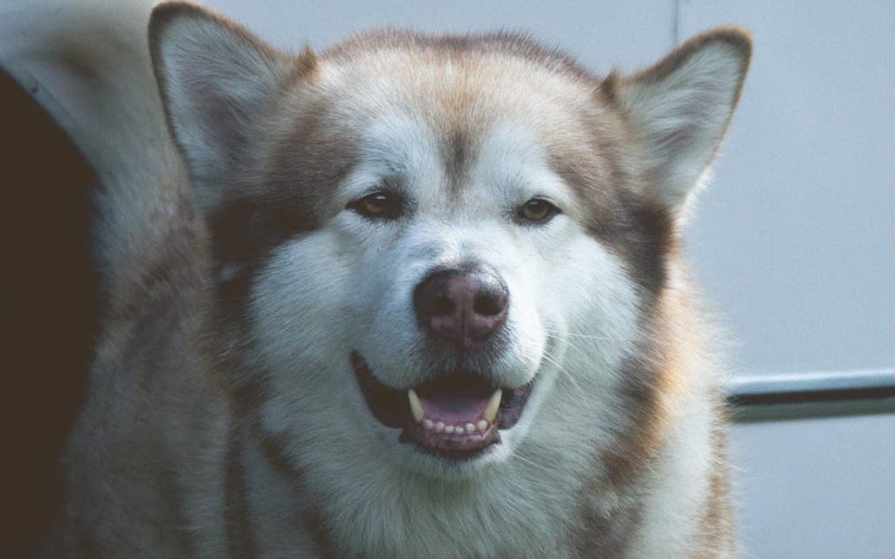 Alaskan Malamute — gallery 2