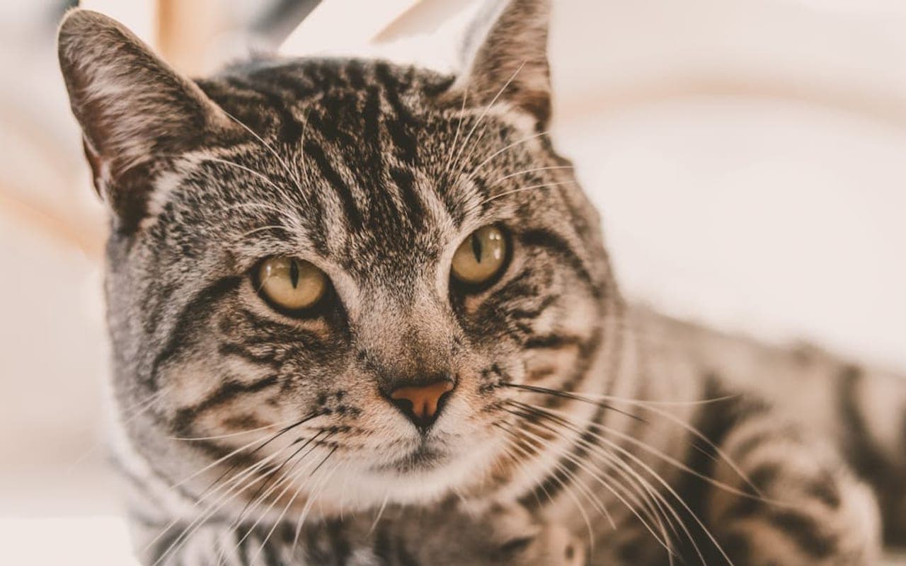 American Bobtail — gallery 3