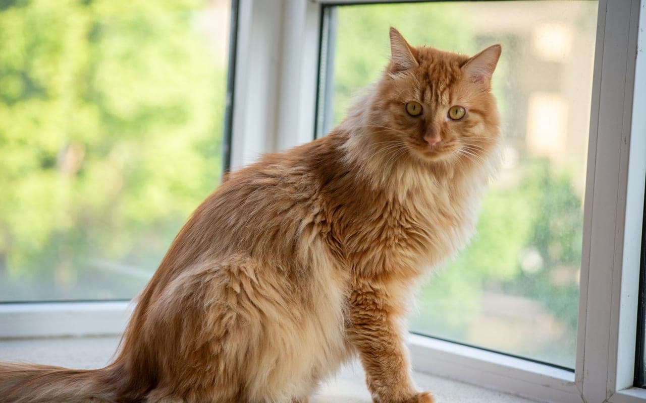 American Bobtail — photo by 大 董 (Pexels)