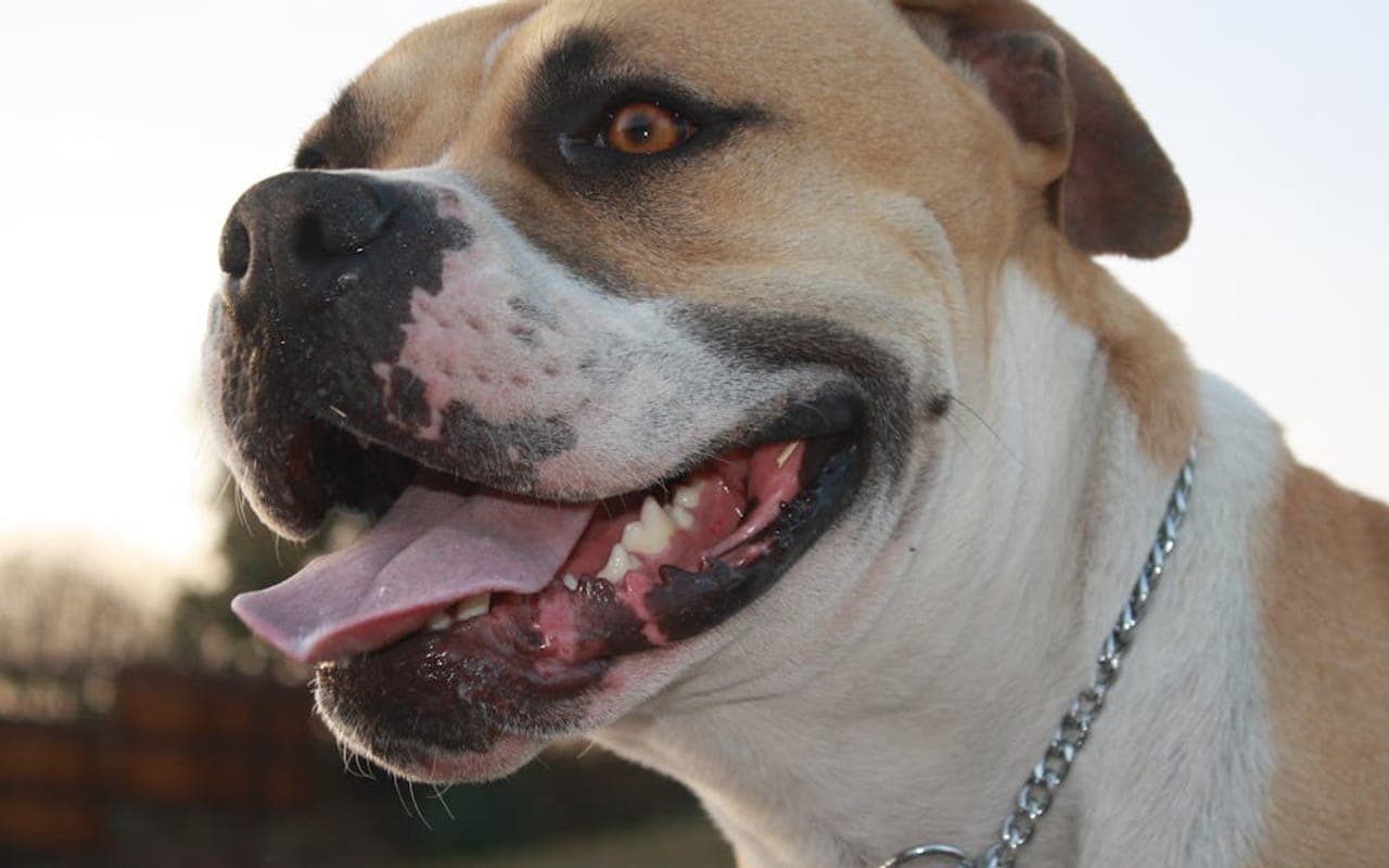 American Bulldog dog breed portrait