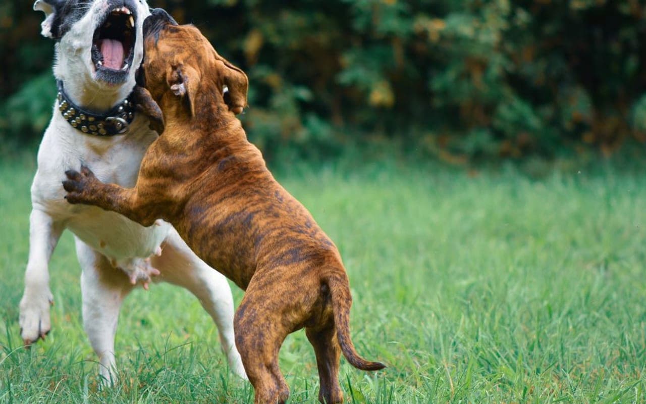 American Bulldog — gallery 2